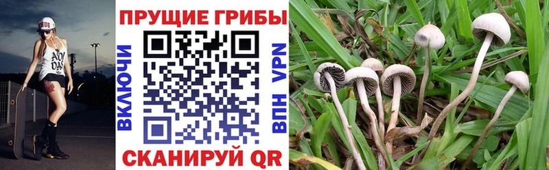 Псилоцибиновые грибы MAGIC MUSHROOMS  Заозёрск 